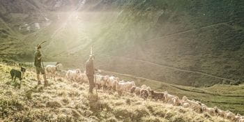 Der Hirte und sein Enkel treiben die Schafe vom Berg ins Tal