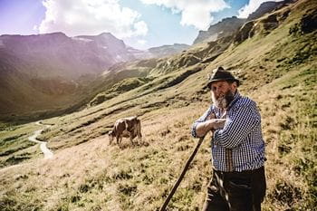 A man in the pasture in the mountains, with his cows taking a break.