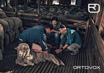 Ortovox PROTACT - Schafe werden untersucht