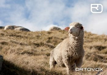 Ortovox PROTACT - baby lamb