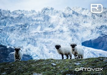 Ortovox PROTACT sheeps in the Suiss Alps