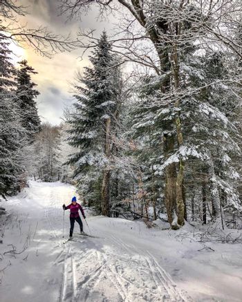 corss country skiing in a forest avenue<br/>
