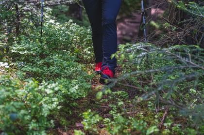 Hiking with red Salewa hiking shoes on path in the woods
