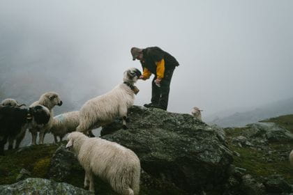 Schafe in den schweizer Bergen mit einem Schafhirten 