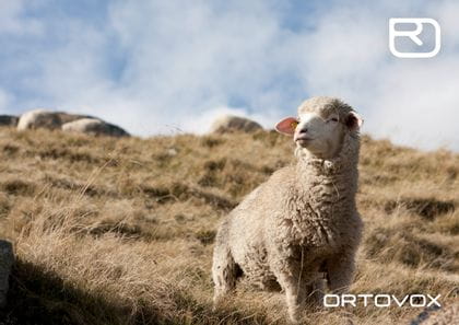 Ortovox PROTACT - ein Lamm auf der Weide