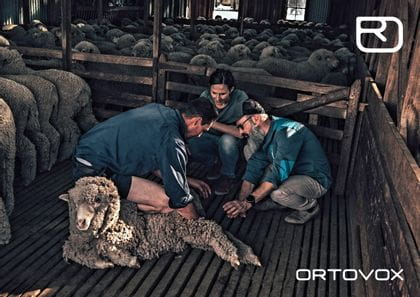 Ortovox PROTACT - Schafe werden untersucht