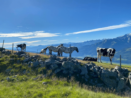 Bergpanorama mit Pferden am Gernkogel