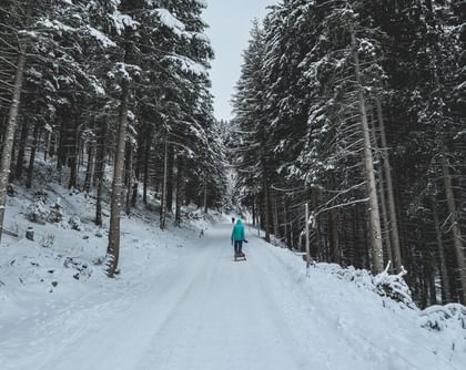 toboggan in forest avenue