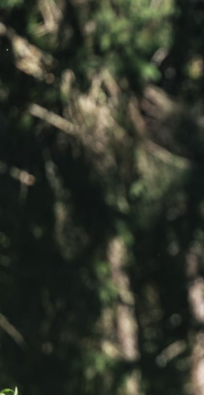 A person is riding a mountain bike on a narrow forest trail, wearing a helmet, sunglasses, and a backpack. In the background, trees and another cyclist are visible, partially obscured.